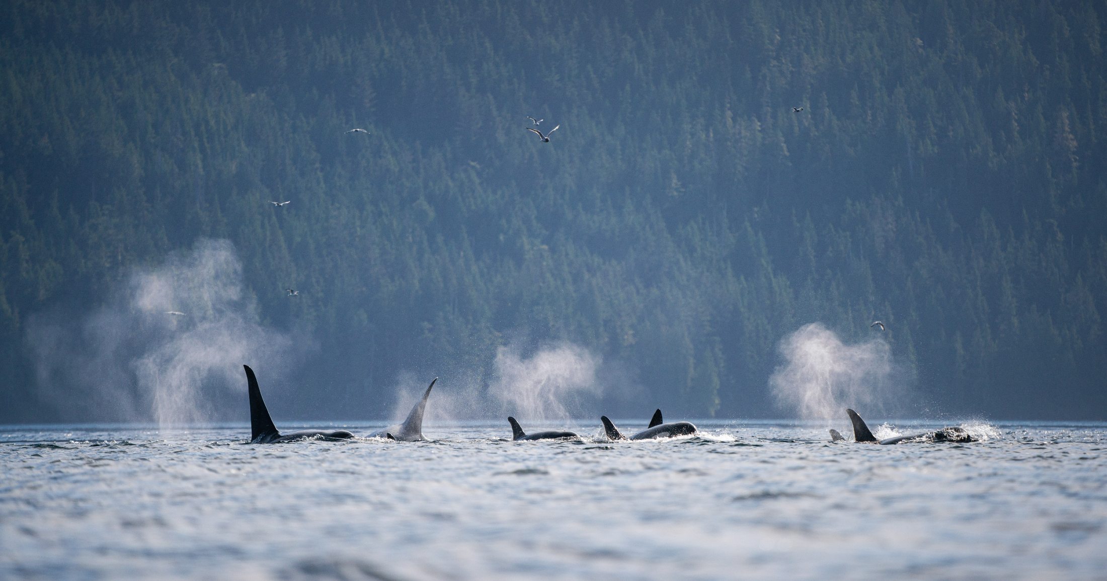 A group of Southern Resident killer whales are seen swimming along the surface of the water while birds fly above.