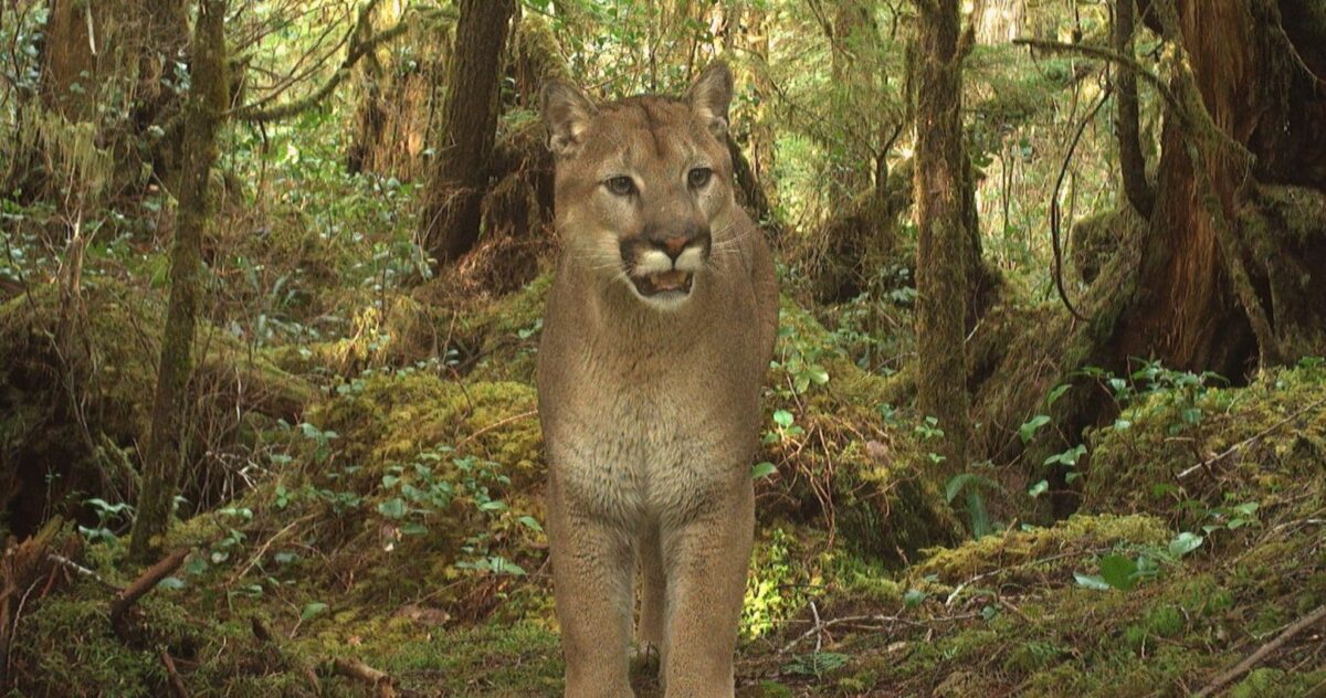 A cougar stands in an old growth forest looking towards the camera trap.