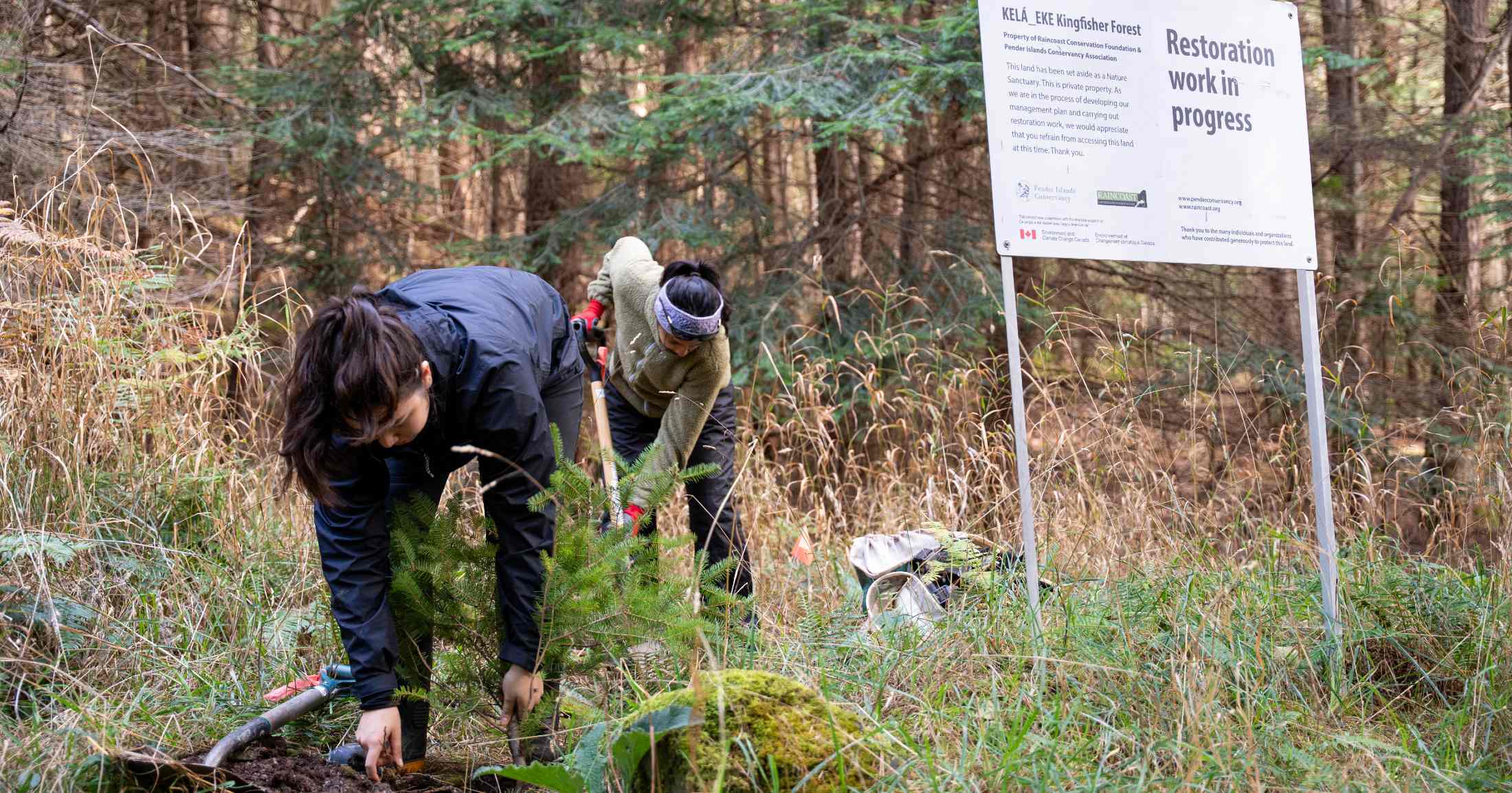2 people planting trees in front of the "Restoration work in progress" sign.