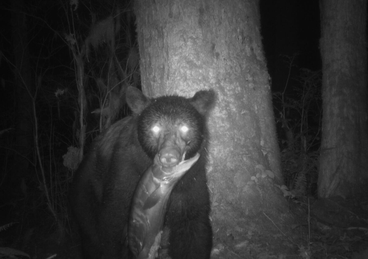 A bear holding a salmon in their mouth as seen at night in black and white from a remote camera.