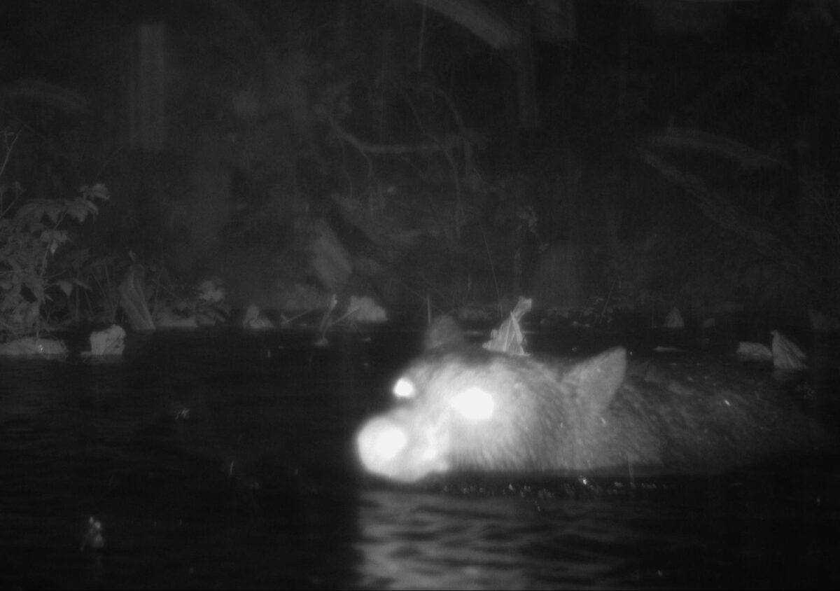 A bear swims in the water at night, with only their head sticking out of the water.