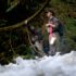 Raincoast scientists walk along a roaring river in the central coast, doing salmon stream surveys.