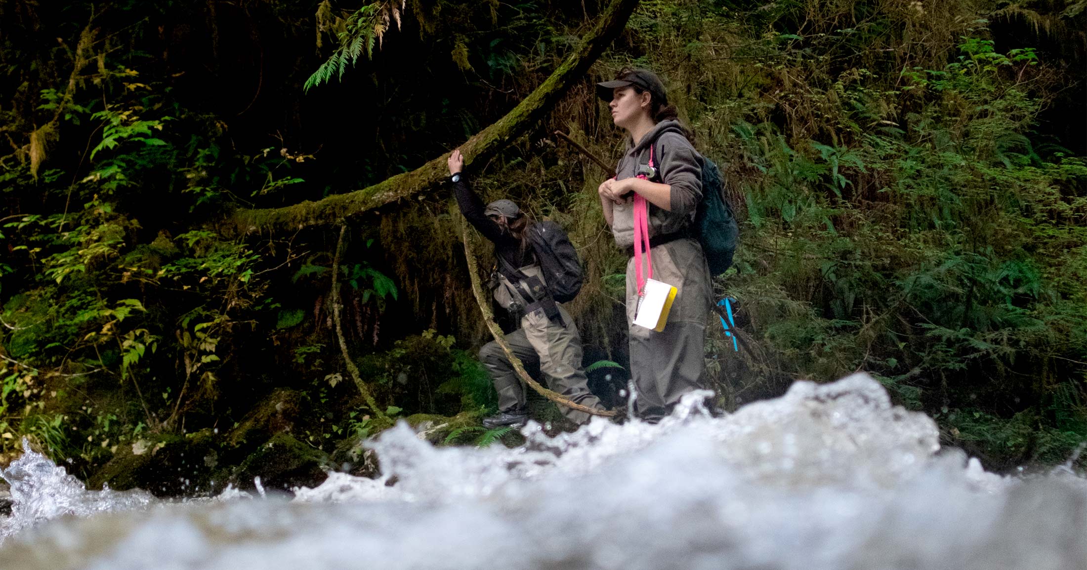 Raincoast scientists walk along a roaring river in the central coast, doing salmon stream surveys.