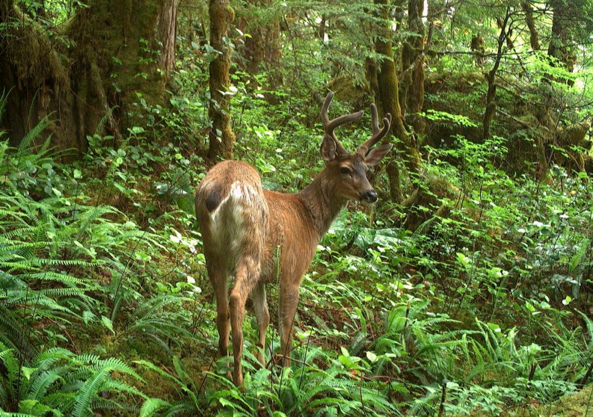 A deer looks over their shoulder in a bright green Heltsiuk forest.