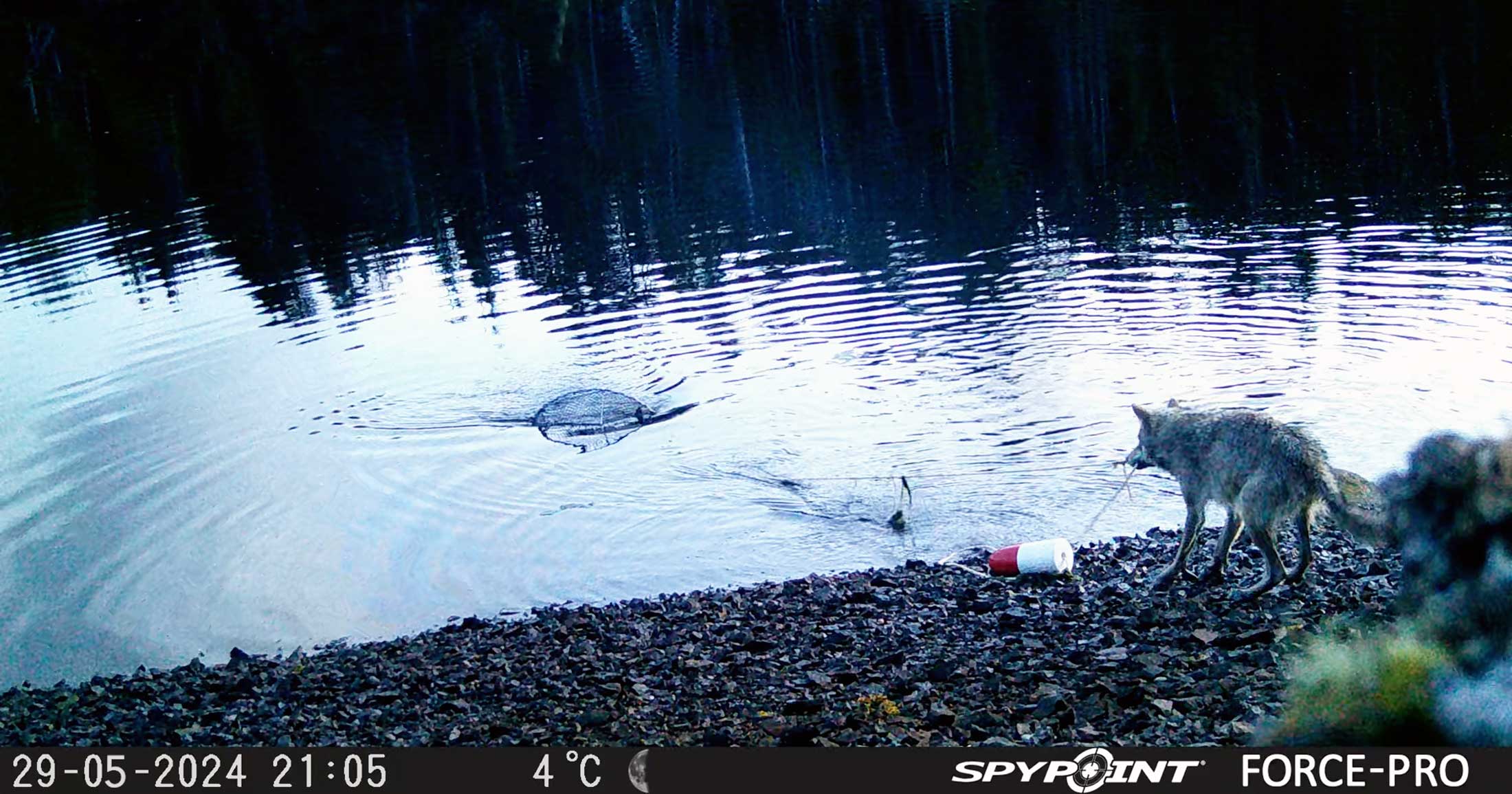 A wolf stands on a beach using her mouth to pull a rope connected to a crab trap.