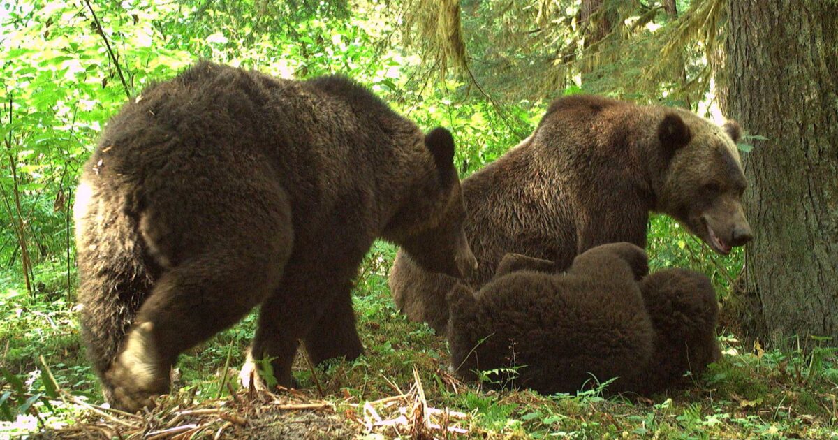 Massive grizzly bears on the ground in green forest and sunlight on Haíɫzaqv land.