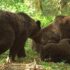 Massive grizzly bears on the ground in green forest and sunlight on Haíɫzaqv land.