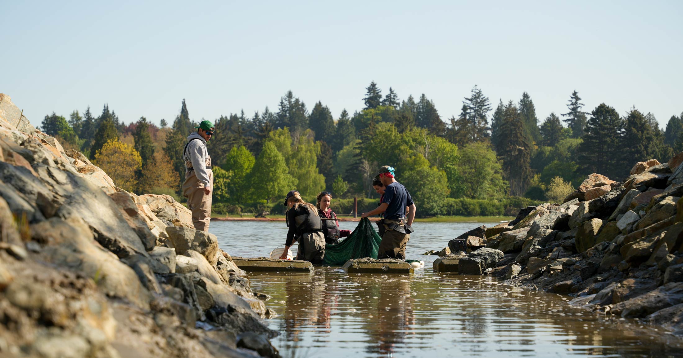 The Raincoast Wild Salmon team wades into the waters of the Fraser River Estuary to work on restoration.