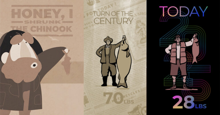 Honey, I shrunk the Chinook salmon from 70 pounds a hundred years ago to 28 pounds today.