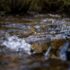 A tiny salmon fin pokes out of the dark roiling waters of a central coast stream.
