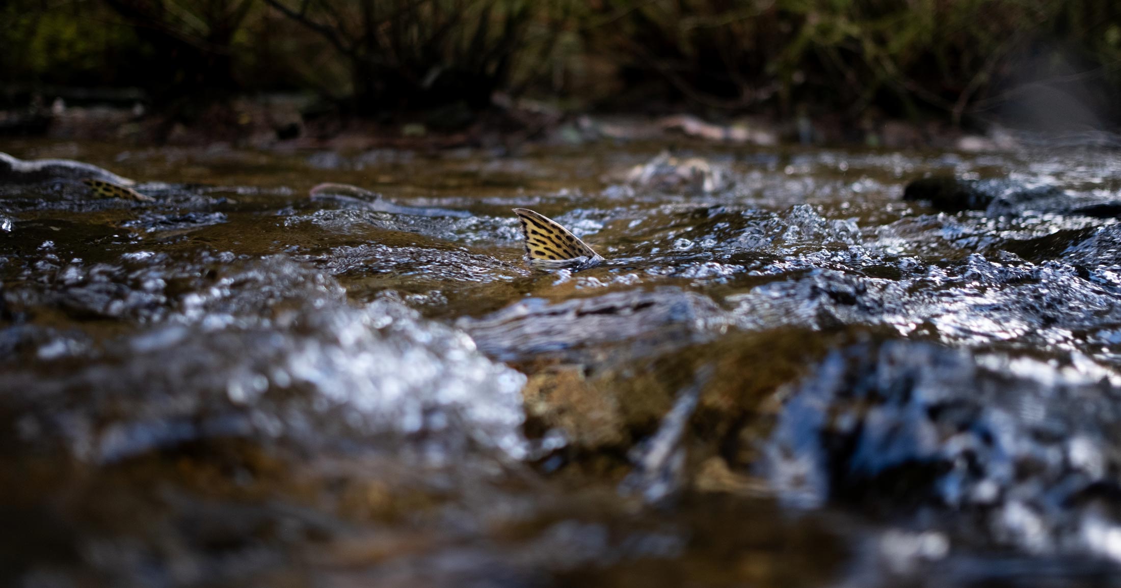 A tiny salmon fin pokes out of the dark roiling waters of a central coast stream.