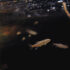 Tiny salmon fry swim around in the dark waters of a central coast stream.
