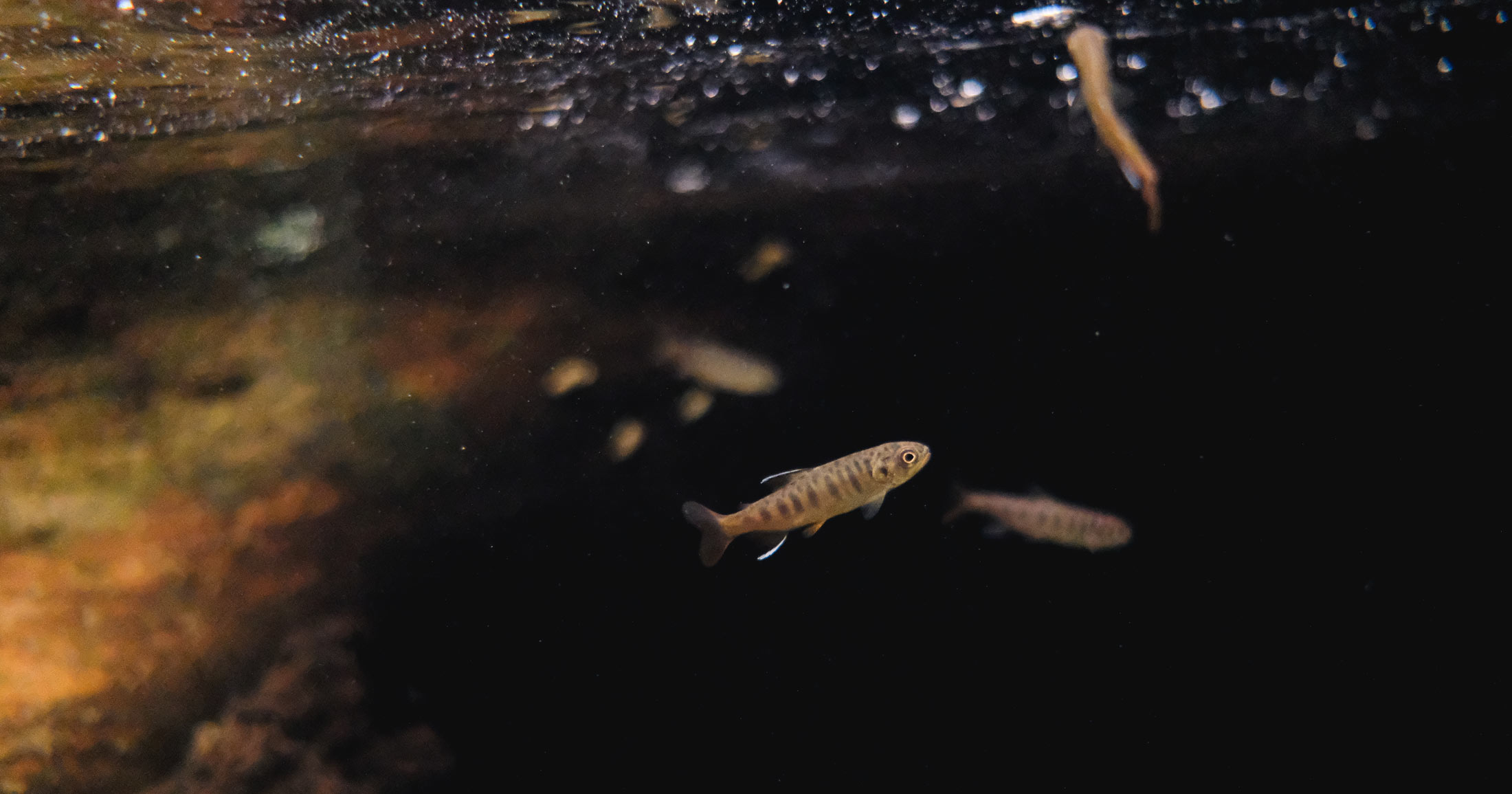 Tiny salmon fry swim around in the dark waters of a central coast stream.
