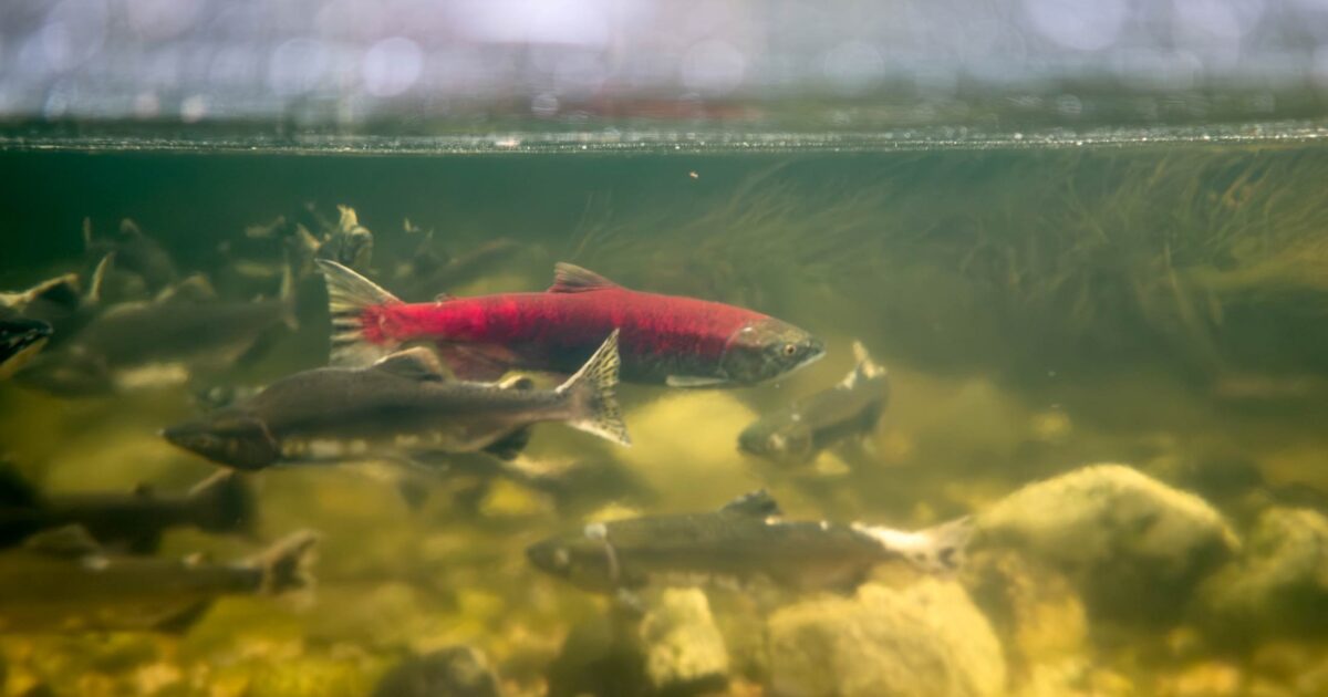 A bright red Sockeye salmon is seen underwater bathed in gorgeous green and yellow light and surrounded by other fish.