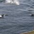 Southern Resident killer whales can be seen swimming along a rock shelf with a small human looking out from the shelf at the whales.