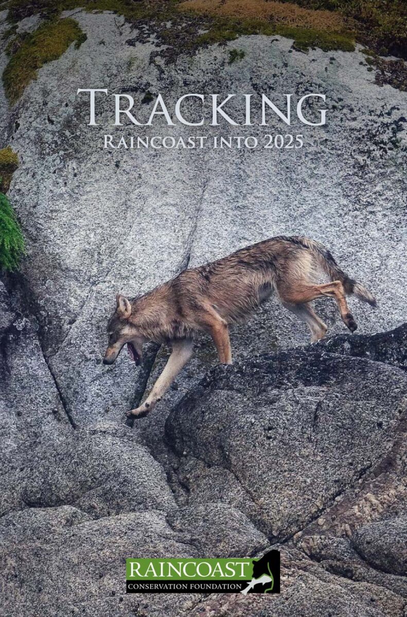 A wolf on the cover of tracking Raincoast into 2025.