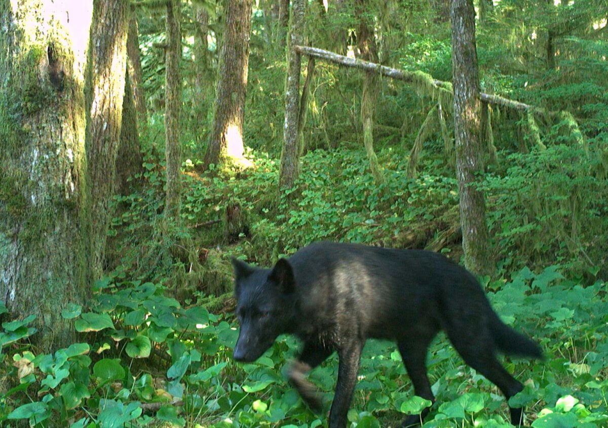 A wolf walks along a forest path, with dark black fur, surrounded by the bright green forest light.