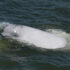 The left side of a beluga is visible as it comes out of the water's surface for a breath.
