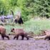 A grizzly bear walks along the sand with her two cubs in a line behind her.