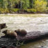 A Grizzly bear mother and her two cubs hang out on a long together.