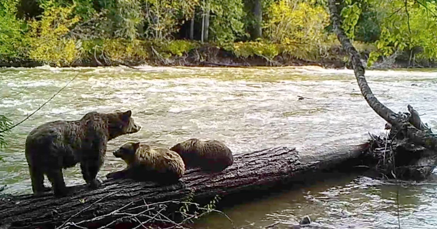 A Grizzly bear mother and her two cubs hang out on a long together.