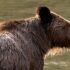 Close up of a dripping wet grizzly bear with light shining through their chin hair.