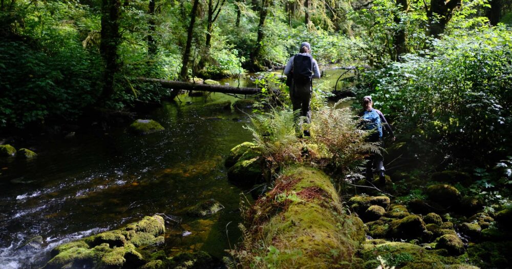 In a dense green forest, one biologist walks along the side of a large mossy log as another walks beside below her.