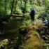 In a dense green forest, one biologist walks along the side of a large mossy log as another walks beside below her.