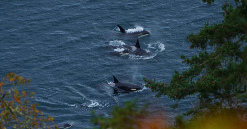 Four Southern resident killer whales are seen from a high spot on shore, with leaves of trees in the foreground.