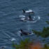 Four Southern resident killer whales are seen from a high spot on shore, with leaves of trees in the foreground.