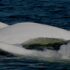 Some belugas come to the surface, glistening white on dark blue water, as a group.