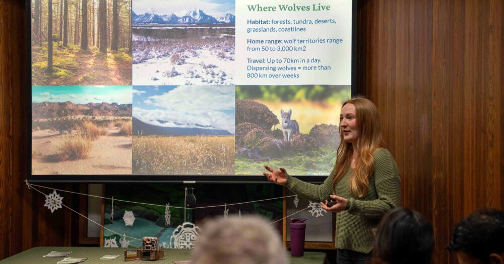 A red-haired young woman stands in front of a projector, speaking to a crowd sat listening as she speaks on wolf biology.