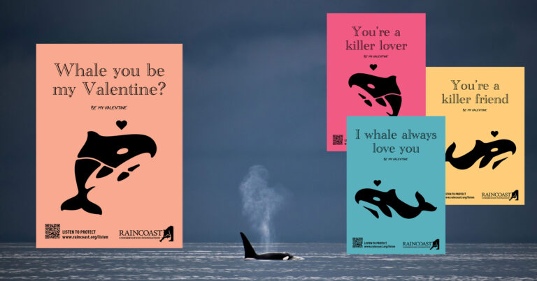 A lone killer whale surfaces and breathes but there are four brightly coloured Valentines Day cards adorably floating in the foreground.