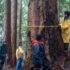 a person wraps a measuring tape around the trunk of a tree