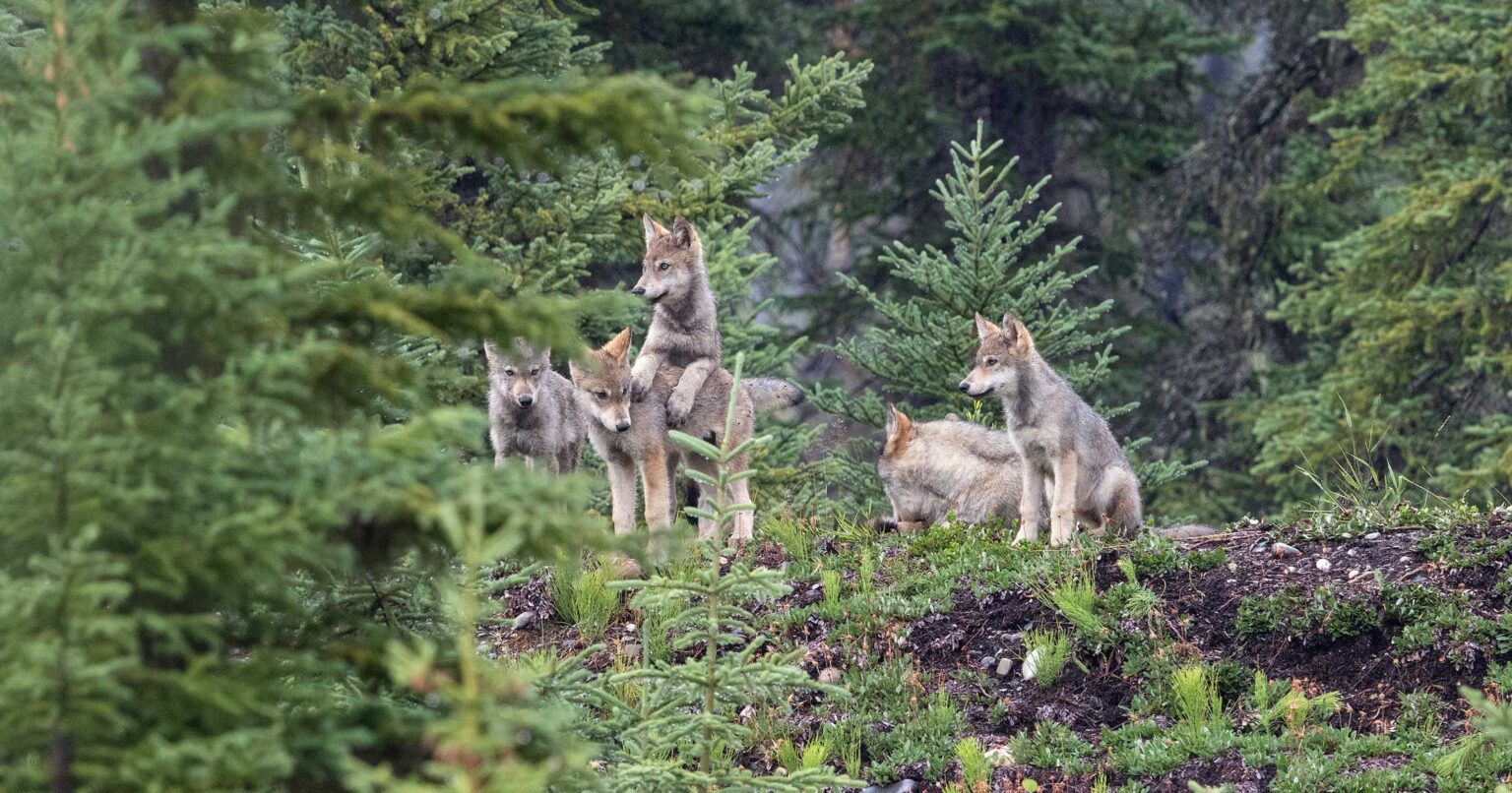Wolves Maturation Seasonal shifts in a wolf’s life | Raincoast