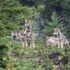 A group of wolf pups sit together in a lush green forest, looking at and playing with one another.