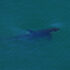 A Southern Resident killer whale swims just under the ocean's surface, about to break through for a breath.
