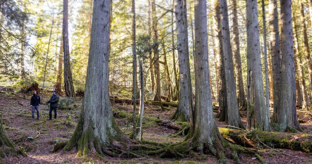 Two forest workers walk through the largish trees of the Gulf Islands with sunny yellow skies in the background.