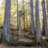 Two forest workers walk through the largish trees of the Gulf Islands with sunny yellow skies in the background.
