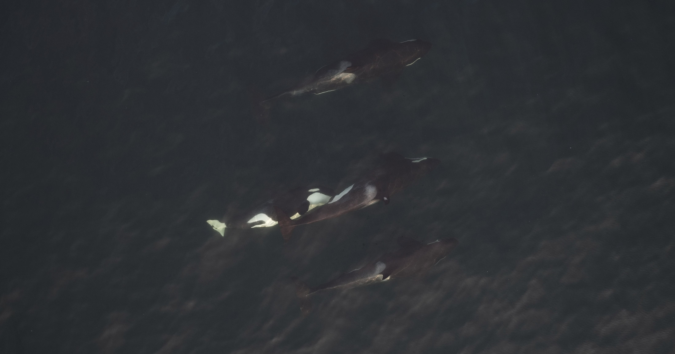 Aerial photo of North Resident killer whales swimming in the dark waters, with a young killer whale nursing and turning slightly on their side.