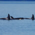 A group of three killer whales swim, the one in the centre peeking their face out above the surface, bordered by the dorsal fins of the other two.