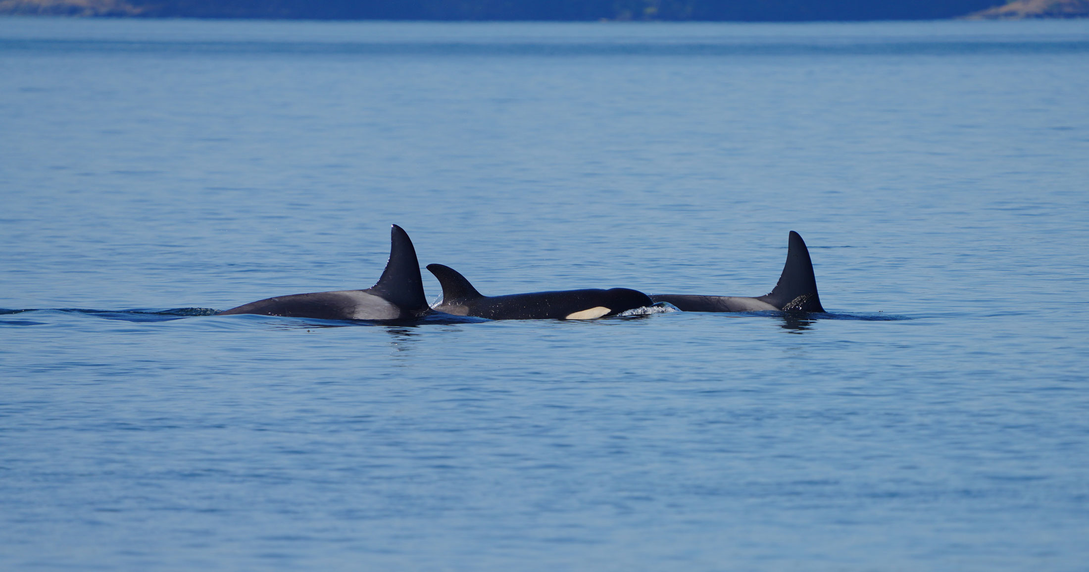 A group of three killer whales swim, the one in the centre peeking their face out above the surface, bordered by the dorsal fins of the other two.