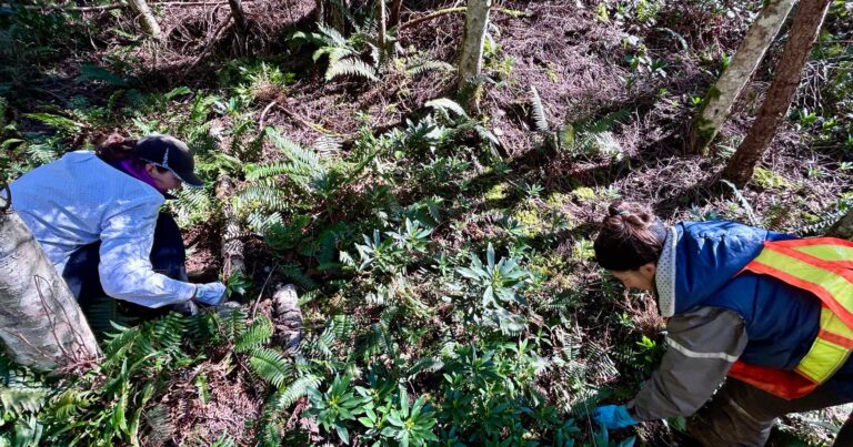 Two stewards are seen from above as they bend over the forest floor, tending to the earth.