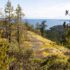 A classic mountaintop coastal Douglas Fir landscape, the ocean expanding in the background.