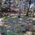 A group of volunteers are spread out across a forest floor, kneeling down tending to the earth.