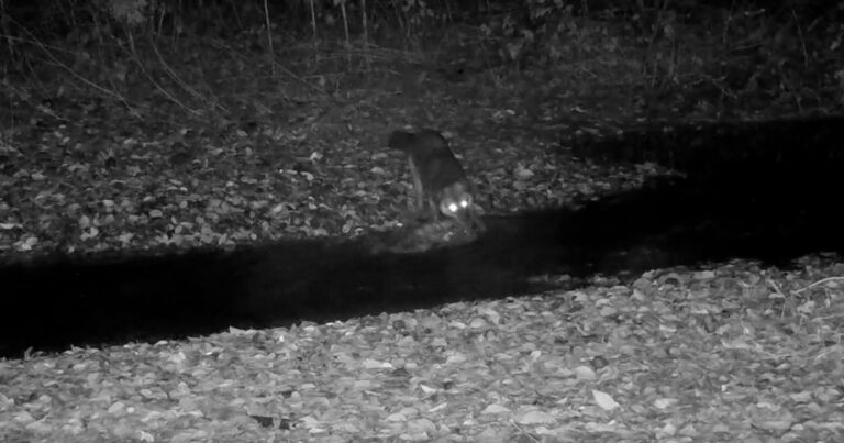 A wolf steps into a river to pull out a salmon at night, as seen through a night camera.