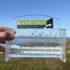 A hand holds up a clear plastic container with a small Chinook fry in water in it.