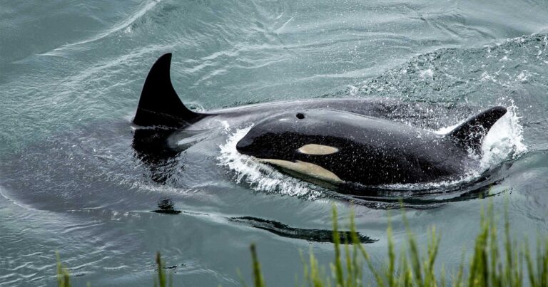 Southern Resident killer whales, possibly J37 and J49, swim past the shore.