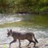 The breeding female of a wolf pack emerges from the den just a few weeks after giving birth. The hair loss around her belly and her pronounced teats are visible signs that she is nursing pups.