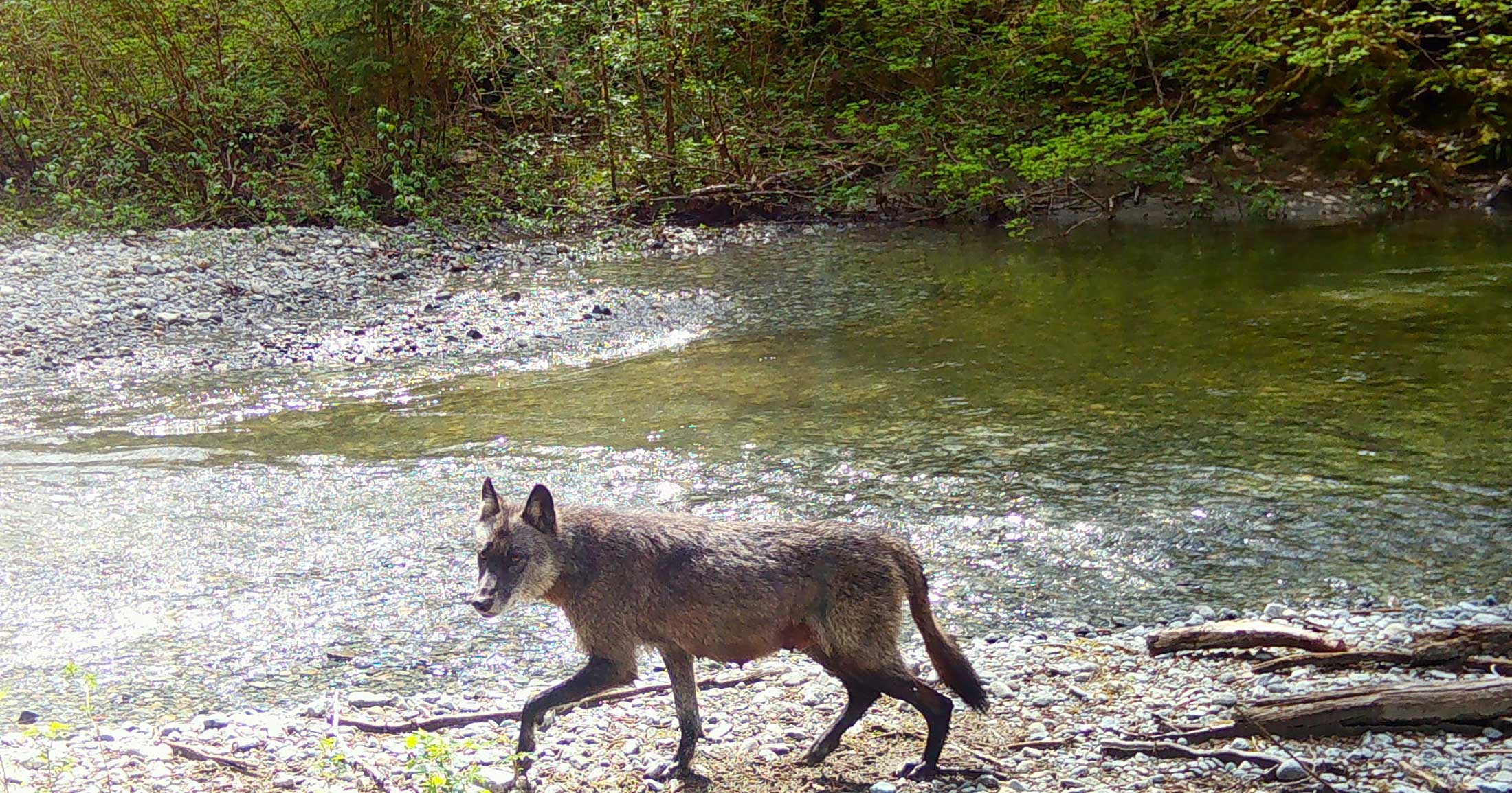 The breeding female of a wolf pack emerges from the den just a few weeks after giving birth. The hair loss around her belly and her pronounced teats are visible signs that she is nursing pups.